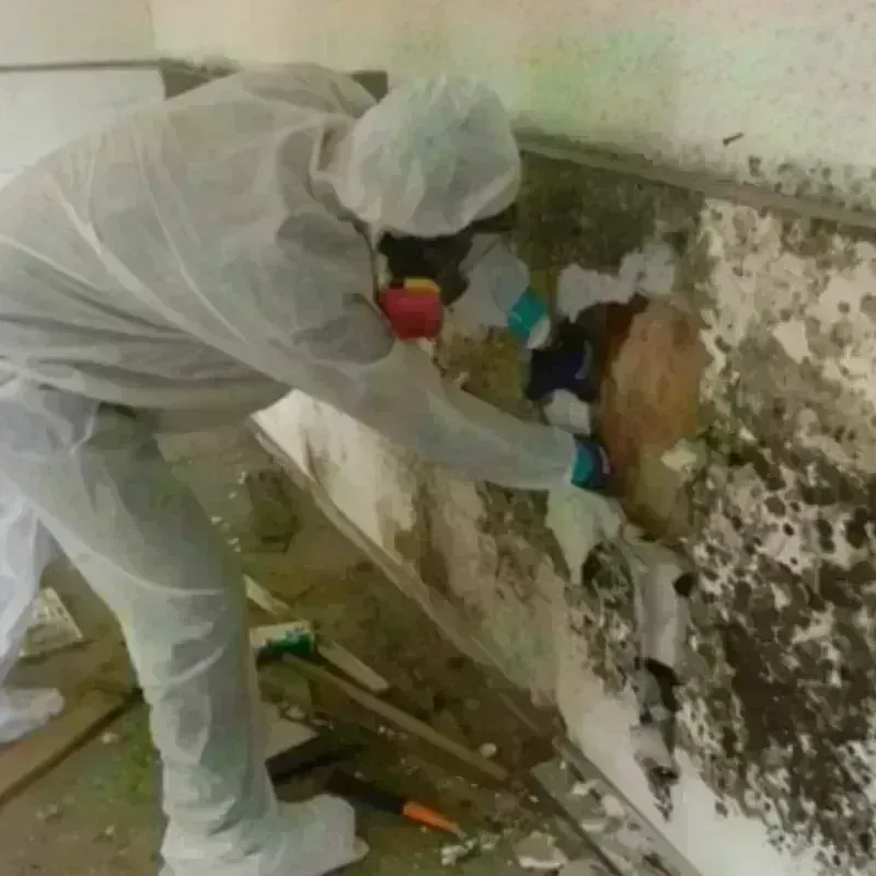 Mold Remediation and Removal in Cle Elum, WA